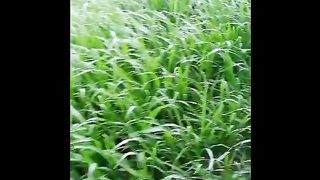 Beautiful greenery 2