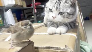 Curious cat with chicks