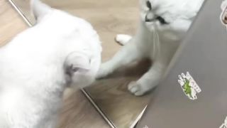 Funny cat videos