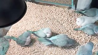 Parrot video subscribe my channel