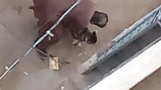Cute Dog 12