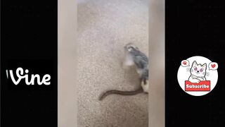 Best Funny Animal Videos Of The 2023 ???? - Funniest Cats And Dogs Videos ???????????????? Funny cat & dog videos ????