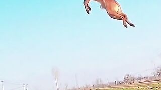 Nice dog ????