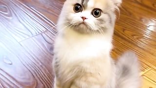 Kitten cute 2