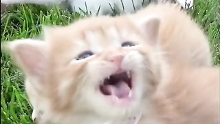 Thé kitten are hungry