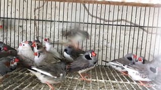 Butifull Birds In the World