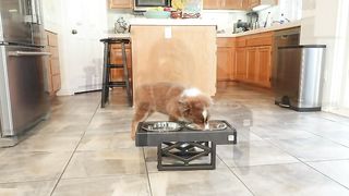 Pet Zone Designer Diner Adjustable Elevated Dog Bowls