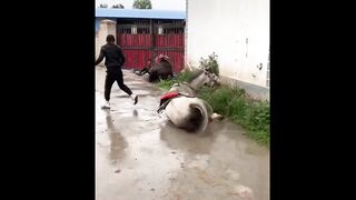 Funny video