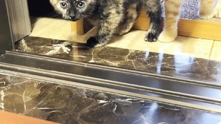 Cute ???? Cat