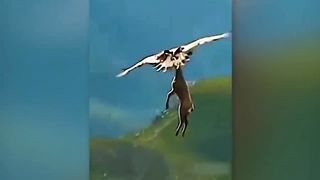 When Animals Messed With The Wrong Opponent !