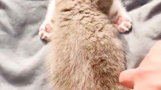 Cuteee Kittens Cats
