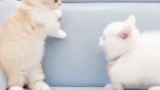 Adorable Cute Kittens cats