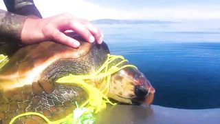 35 Animals That Asked People For Help & Kindness !
