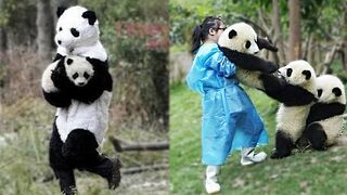 Funny panda video????????????-Try not to laugh