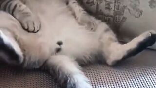 cat celebrities