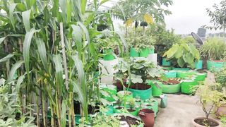 How To Grow Vegetables In Terrace Garden _ Garden Tour in Hindi / Urdu