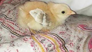 Beautiful hen baby