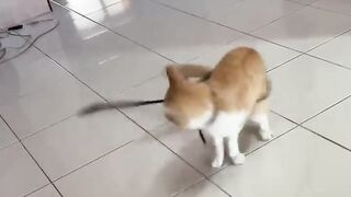 funny video 275