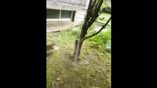 Try Not To Laugh Dogs And Cats ???? - Best Funniest Animals Video 2023 4