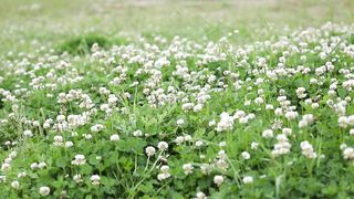 Flower 15