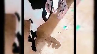 Mera sheroo hmy chor kr chla gaya