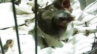 BIRD CHICK