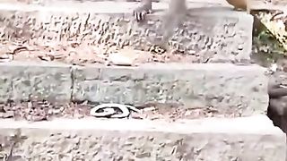 Monkey ka Badmashi check Karen