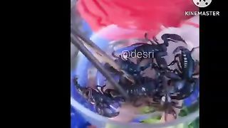 oh my god!!!  this woman eats raw scorpion extreme food!!!