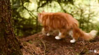 The exciting adventures of a Maine Coon exploring through the Bavarian fores