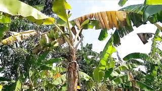 Banana fruit