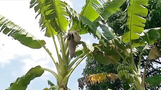 The Heart of Banana Fruit