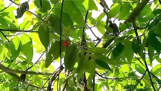 Kersen Fruit