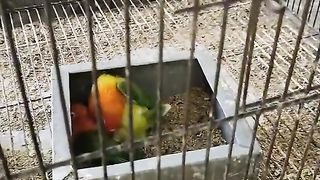Love birds 10