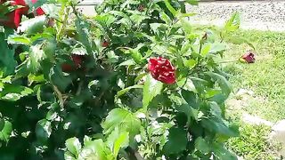 The Shoes Flower