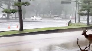Downpour In The Japnease City Of Nara With Deer Beautiful Short Video #shorts_ #shortsviral