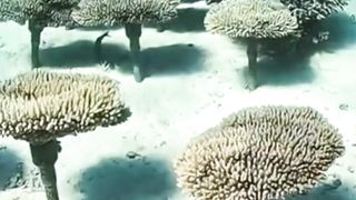 Coral forest in Japan By Heppokotailor #shorts_ #shortsvideo #japanvlog #shortvideo