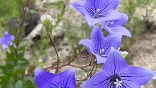 Natural beauty 55