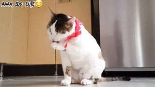Meow-larious! ????So Funny How Is He doing????
