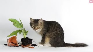 Comment dire NON à votre Chat.