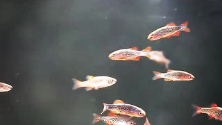 Galaxy Rasbora