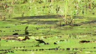Mancing Ikan Gabus