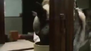 PAVLOV DOG - PSYCHOLOGY