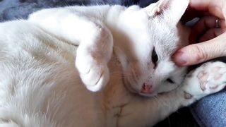 Pourquoi votre chat dors avec vous?
