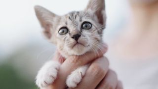 Espérance de VIE d'un CHAT