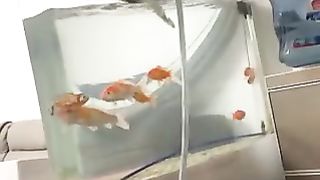Cat swimming in aquarium