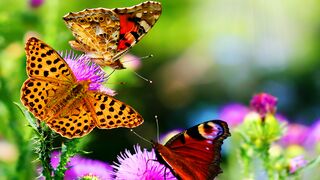 Metamorphosis in butterflies