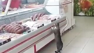 Cat staring at the owner