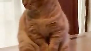 Cute cat sitting