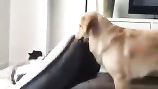 A cat and a dog fighting over a bed