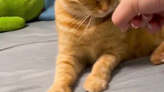 Animal's bewildering behavior
